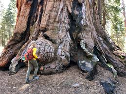 Here, you'll find a small visitor center, a lodge, store, restaurant, and some campgrounds. Kings Canyon Camping Advice You Need To Know No Back Home