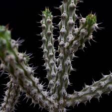 Image result for Euphorbia corniculata