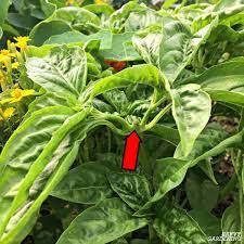 Basil is one of the easiest plants to propagate, root, and grow from a cutting of a basil stem. How To Trim Basil For Big Bushy Plants And Larger Yields