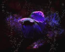 You'll find a high quality of healthy and colorful betta fish for sale. Mystical Glowing Purple Betta Fish Digital Art By Scott Wallace Digital Designs