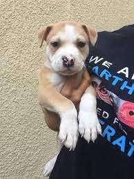 Bulldogs for sale you have come to the right place. Pitbull Puppies For Rescue Near Me Online Shopping