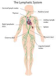 Pin On Lymphatic System