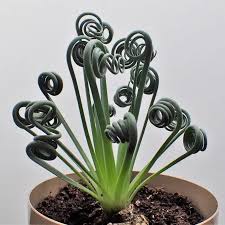 Image result for Albuca