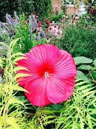 From the cornel's and tango's rounded perfection to petals with a loose elegance; Hibiscus Dinner Plate Size Hibiscus Plate Size Flowers