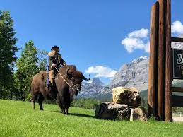 We did not find results for: Guy On A Buffalo Saddles Up For Viral Video Fame On Kananaskis Ranch Cbc News