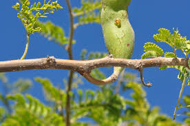 Image result for Acacia hebeclada