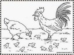 Dengan mengajaknya mewarnai gambar kartun atau yang sejenis, imajinasinya akan secara otomatis terpancing. Gambar Mewarnai Sepasang Ayam Jantan Dan Betina Beserta Anak Anaknya Gambar Burung Gambar Warna