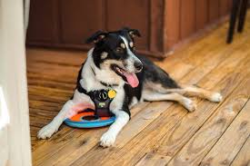 Check spelling or type a new query. How People Cope With Service Dogs For Depression Betterhelp