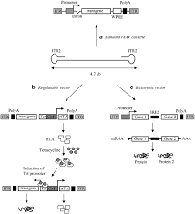 Image result for Silver Grey 1999 AAV