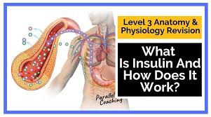 Your car's electronic key fob makes it easy to unlock and open doors or even remotely start the vehicle. What Is Insulin And How Does It Work To Control Blood Glucose Levels