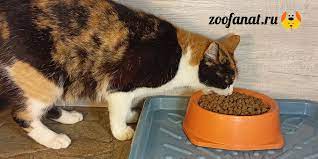 chem kormit koshku kak pravilno i skolko raz v den v domashnih usloviyah kakim kormom luchshe a takzhe sovety veterinarov