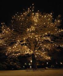 Pin On Fairy Lights In Trees