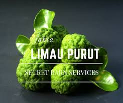Setelah kenal dengan ketiganya, jeruk mana yang selanjutnya akan anda gunakan untuk membuat makan malam hari ini? Kegunaan Daun Buah Limau Purut Secret Barn Services Facebook