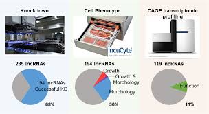 This pipeline is designed to generate an atlas of the spinal cord based on electron microscopy images. Fantom