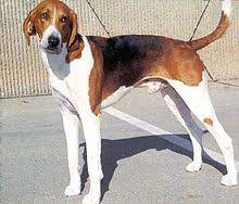 Search through 623,989 free printable colorings at getcolorings. American Foxhound Wikipedia