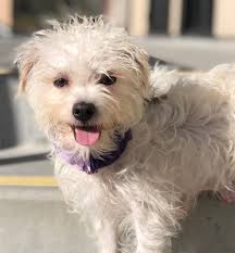 SPCA Monterey County