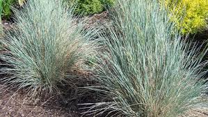 17 Ornamental Grasses You Can Grow From Seed