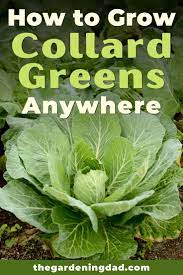 How To Grow Collard Greens Anywhere Vegetable Garden Raised Beds Collard Greens Greens