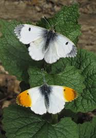 Black And White Striped Butterfly Uk Uk Butterflies Orange Tip Anthocharis Cardamines Butterfly Photos Beautiful Butterflies Butterfly