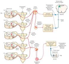 Autonomic Innervation Of The Gastrointestinal Tract See Text For Details Red Sympa Autonomic Nervous System Parasympathetic Nervous System Plexus Products