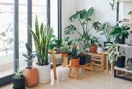 7 plantas de interior que ayudan a refrescar el ambiente. Decorar Con Plantas Exoticas El Interior De Tu Casa Moove Magazine
