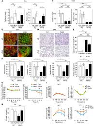 This property could be useful for differentiating the effects of glucose transporters expression from those of hk expression in vivo. Jci Vascular Rarefaction Mediates Whitening Of Brown Fat In Obesity