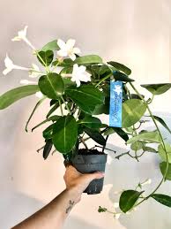 Image result for Stephanotis