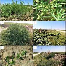 Image result for Suaeda sp. B