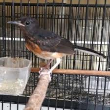 Jenis burung kolibri lengkap dengan. Cara Mudah Membedakan Muraibatu Trotol Jantan Dan Betina 100 Akurat Pamankicau
