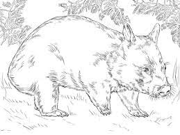 Hairy Nose Wombat Coloring Page Bear Coloring Pages Animal Line Drawings Animal Coloring Pages