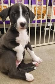 Puppyfinder.com is your source for finding an ideal boston terrier puppy for sale near tucson, arizona, usa area. Pin On Pinning For Pets