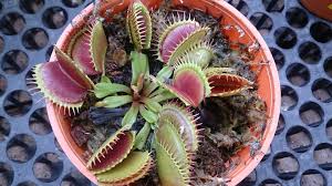The first tip is taking it easy. How To Grow And Care For Venus Flytraps Dengarden