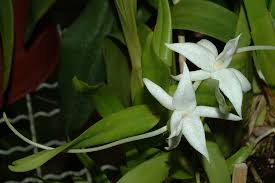 Image result for Angraecum conchiferum