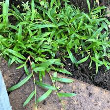 Image result for Paspalum conjugatum