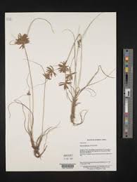 Image result for Pycreus flavidus