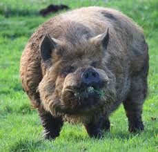 But are her charms just a cover for her secret will a.j.'s love for mrs. American Kunekune Pig Absoluteunits