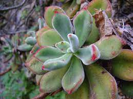 We did not find results for: Echeveria Pulvinata Planta Ideal Para Tener En Maceta Jardineria On