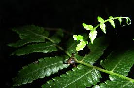 Image result for Pneumatopteris