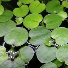 Image result for Hydrostachys polymorpha