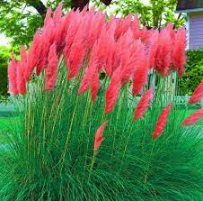 1000pcs Pampas Grass Seeds 7 Colors Rare Ornamental Plants Cortaderia Selloana Ebay Ornamental Grasses Pampas Grass Seed Ornamental Plants