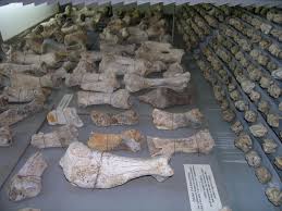Evolution - Detail view of the dwarf hippopotamus bones exposed at the  Museum of Ghar Dalam, Malta. Hippopotamus melitensis was about the same  size or slightly larger than the Sicilian dwarf hippo (