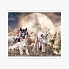 Wolves Young And Wild Poster By Carolcavalaris Redbubble Wolf is a large white wolf native to northern india.