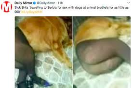 Serbian memes (page 1) serbian memes are the best memes funny serbia memes of 2016 on sizzle People Are Sharing This Dog Meme And Claiming It S From A Serbian Animal Brothel