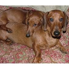 Vet checked, current on shots and wormed. Spring Brook Farm Standard Dachshunds Dachshund Breeder In Sharon Vermont