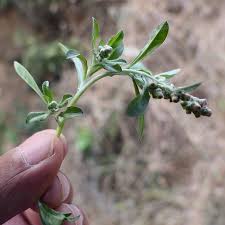 Image result for Gnaphalium polycaulon