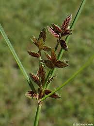 Image result for Cyperus platycaulis