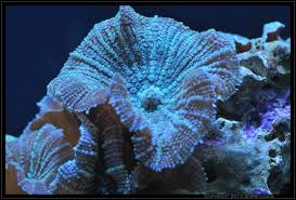 Mushroom Coral Reef Aquarium Marine Life Marine