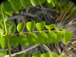 Image result for Guilandina bonduc