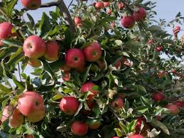 Alles gratis zu verschenken in österreich. Obstbaume Zu Verschenken Nu Aber Ran An Die Appel