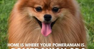 Black And Brown Pomeranian Price Home Is Where Your Pomeranian Is In 2020 Pomeranian Facts Pomeranian Dog Pomeranian Memes